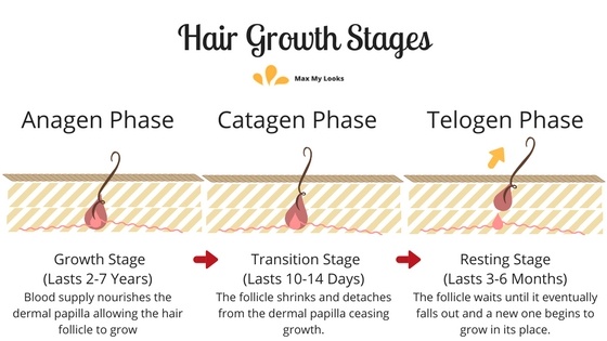Hair growth cycle: anagen, catagen, and telogen phases